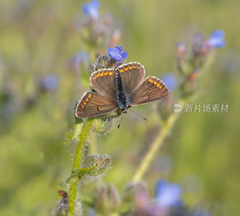 棕Argus蝴蝶(Aricia agestis)